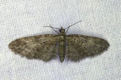 <i>Eupithecia abbreviata</i>