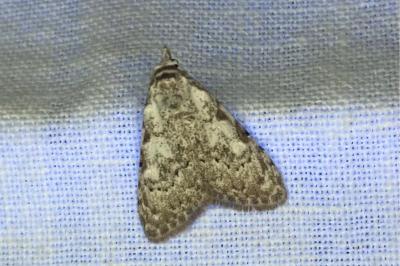 <i>Nola confusalis</i>