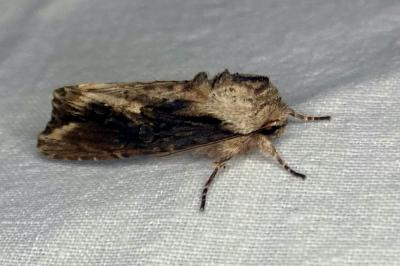 <i>Egira conspicillaris</i>