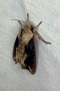 <i>Egira conspicillaris</i>