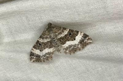 <i>Epirrhoe alternata</i>