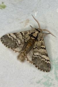 <i>Drymonia ruficornis</i>