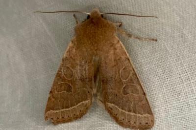 <i>Orthosia cerasi</i>
