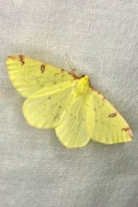 <i>Opisthograptis luteolata</i>