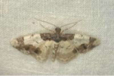 <i>Ligdia adustata</i>