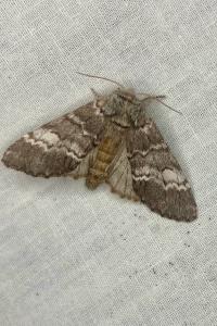 <i>Drymonia ruficornis</i>