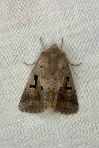 <i>Orthosia gothica</i>