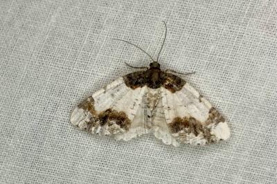 <i>Ligdia adustata</i>