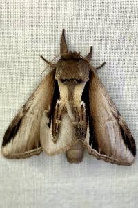 <i>Pheosia gnoma</i>