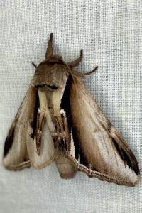 <i>Pheosia gnoma</i>