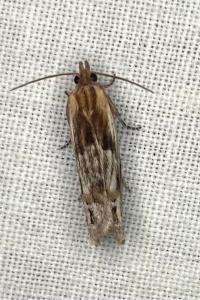 <i>Eucosma</i>