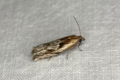 <i>Eucosma</i>