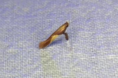 <i>Caloptilia robustella</i>