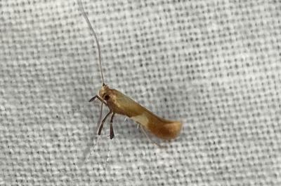 <i>Caloptilia robustella</i>