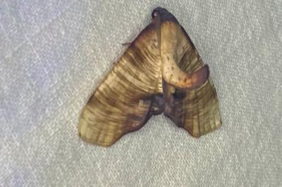 <i>Plagodis dolabraria</i>