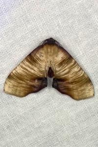 <i>Plagodis dolabraria</i>