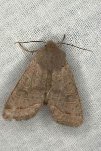 <i>Orthosia cerasi</i>
