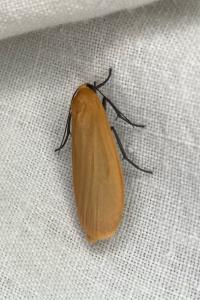 <i>Wittia sororcula</i>