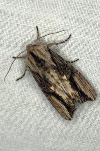 <i>Egira conspicillaris</i>
