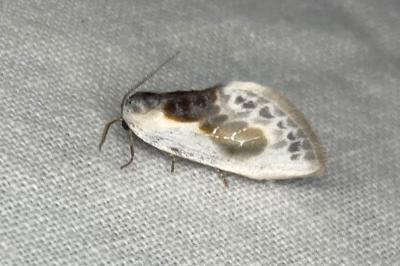 <i>Cilix glaucata</i>