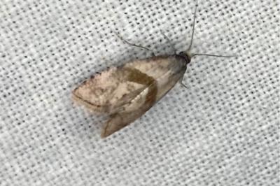 <i>Cochylidia implicitana</i>