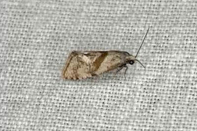 <i>Cochylidia implicitana</i>