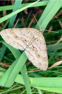 <i>Ectropis crepuscularia</i>