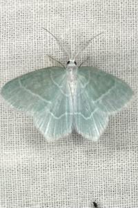 <i>Jodis lactearia</i>