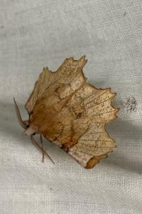 <i>Selenia lunularia</i>