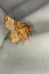 <i>Selenia lunularia</i>