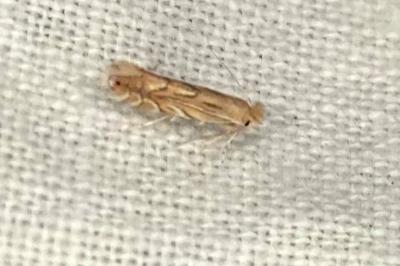 <i>Phyllonorycter quercifoliella</i>