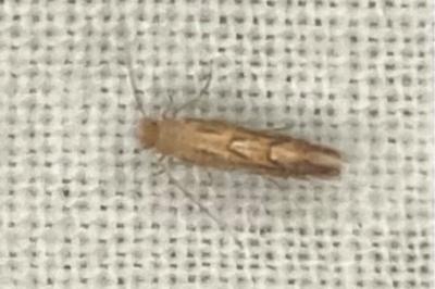<i>Phyllonorycter quercifoliella</i>