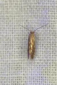 <i>Phyllonorycter quercifoliella</i>