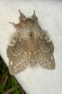 <i>Stauropus fagi</i>