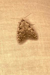 <i>Nola confusalis</i>