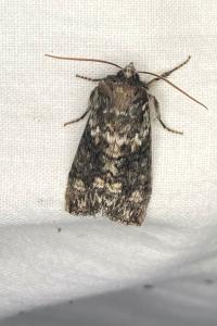 <i>Polyploca ridens</i>