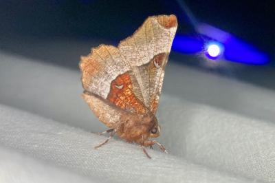<i>Selenia tetralunaria</i>