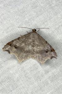 <i>Macaria alternata</i>