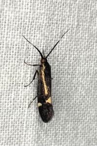 <i>Esperia sulphurella</i>