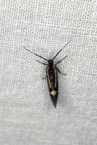 <i>Esperia sulphurella</i>