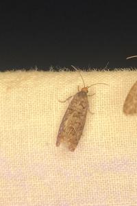 <i>Gravitarmata margarotana</i>