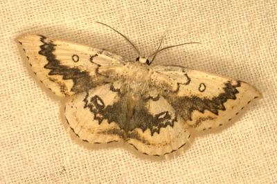 <i>Cyclophora annularia</i>