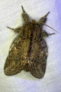 <i>Peridea anceps</i>