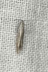 <i>Coleophora</i>