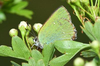 <i>Callophrys rubi</i>