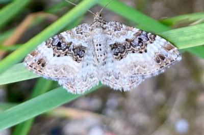 <i>Epirrhoe alternata</i>