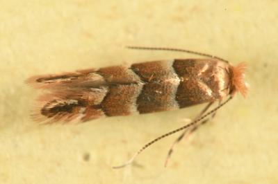 <i>Phyllonorycter</i>