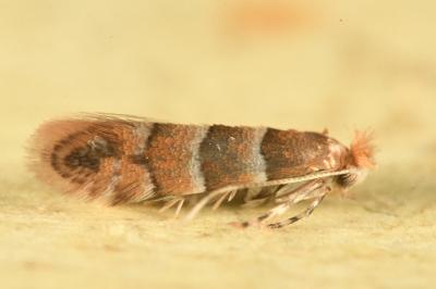 <i>Phyllonorycter</i>