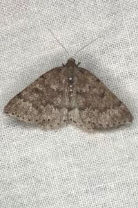 <i>Aleucis distinctata</i>