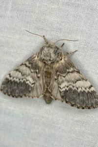 <i>Drymonia ruficornis</i>